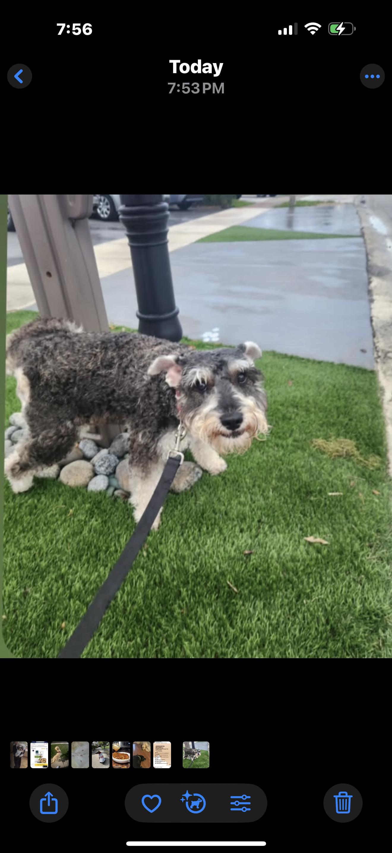 Enlarge Janko and Simon, a Adoptable Schnauzer in fort lauderdale, FL image 2/4