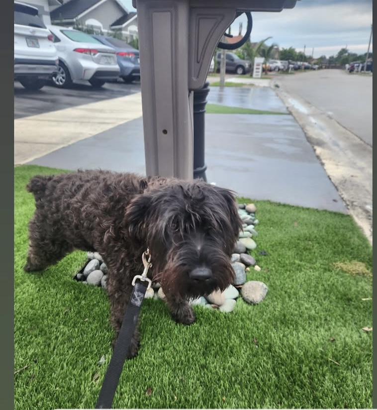 Enlarge Janko and Simon, a Adoptable Schnauzer in fort lauderdale, FL image 3/4