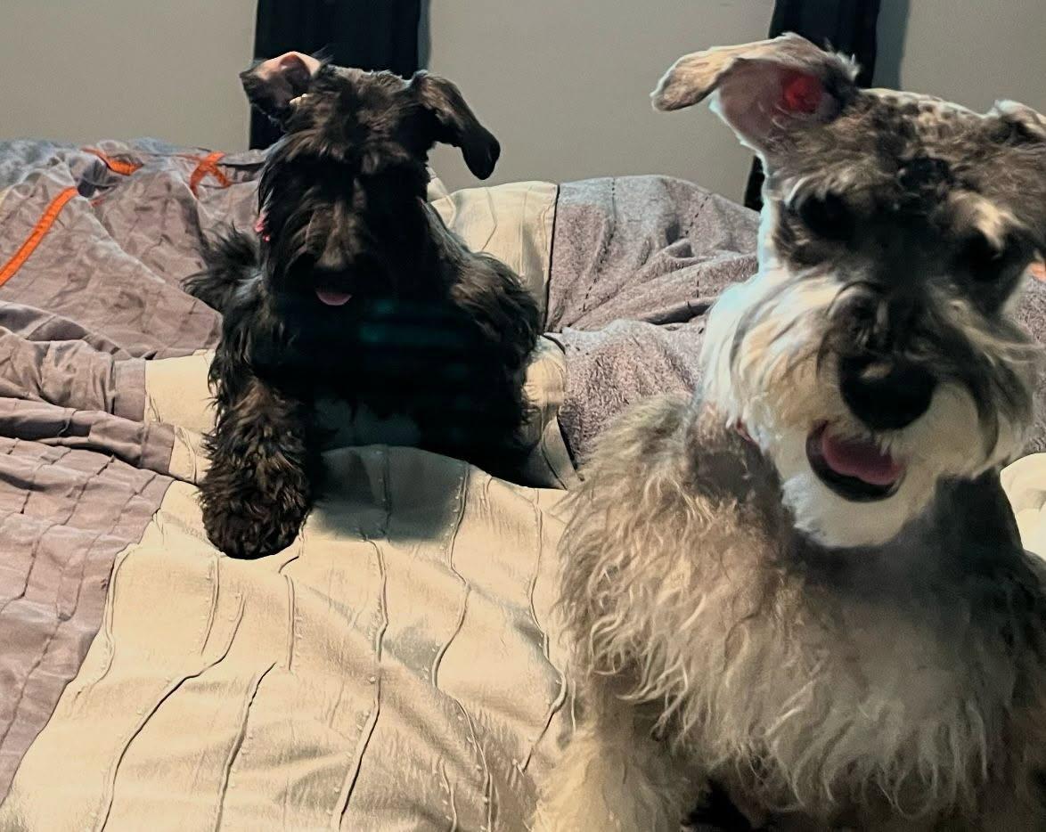 Enlarge Janko and Simon, a Adoptable Schnauzer in fort lauderdale, FL image 1/4