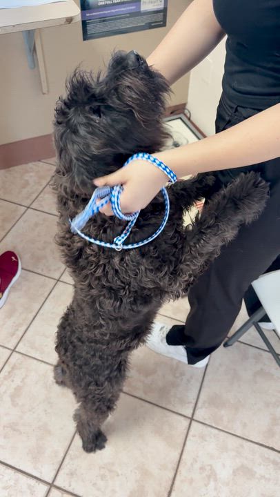 Enlarge Janko and Simon, a Adoptable Schnauzer in fort lauderdale, FL video 4/4