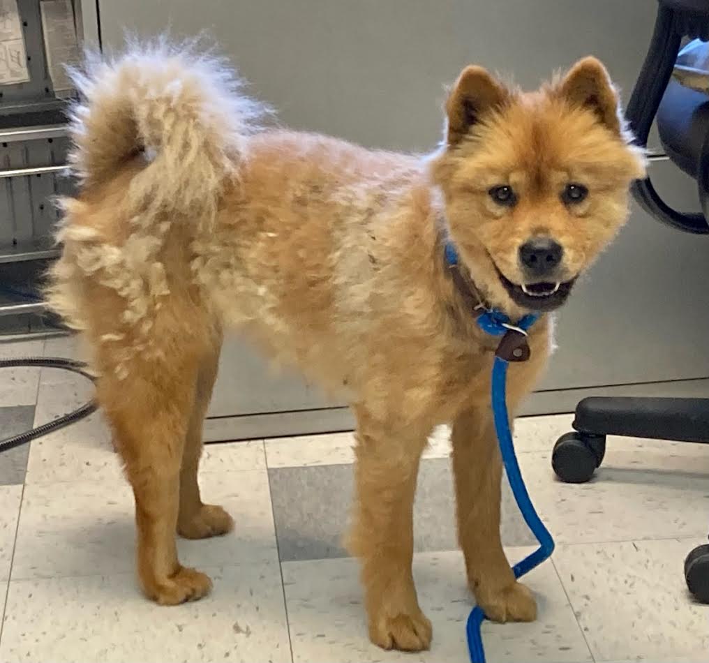 Little pumpkin, a Adopted Chow Chow in Marina del Rey, CA image 1/2