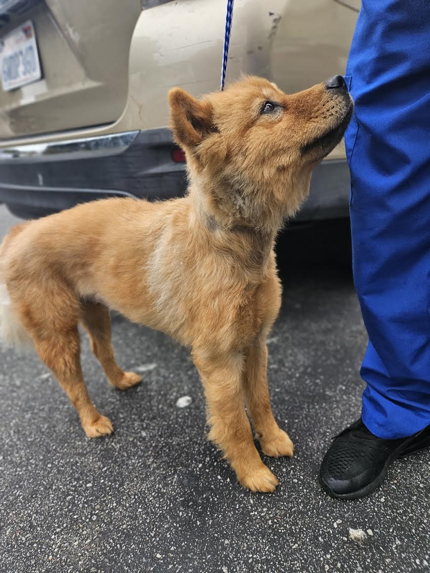 Little pumpkin, a Adopted Chow Chow in Marina del Rey, CA image 2/2