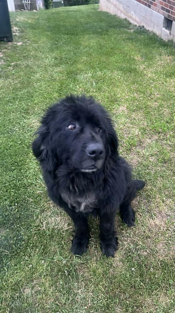 Olive, Adopted, Adult Female Newfoundland Dog.