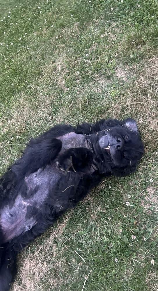 Olive, a Adopted Newfoundland Dog in Aurora, IN image 2/2