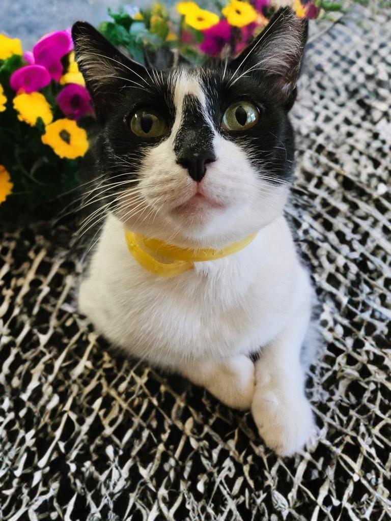 HollyGoLightly, an adopted Domestic Short Hair in Houston, TX image 3/6