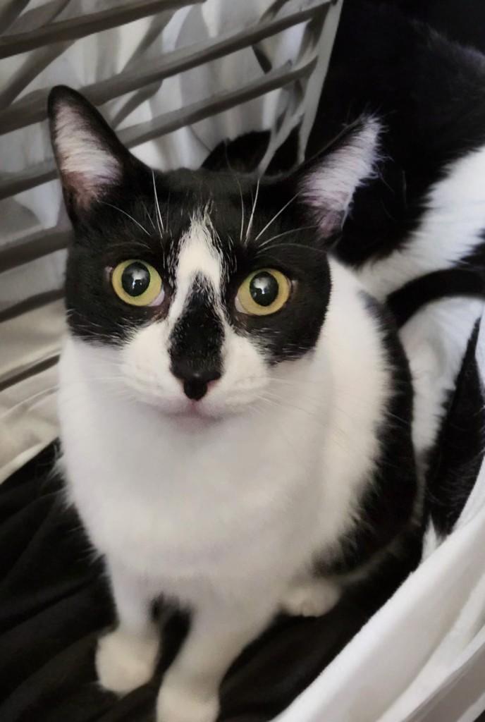 HollyGoLightly, an adopted Domestic Short Hair in Houston, TX image 2/6