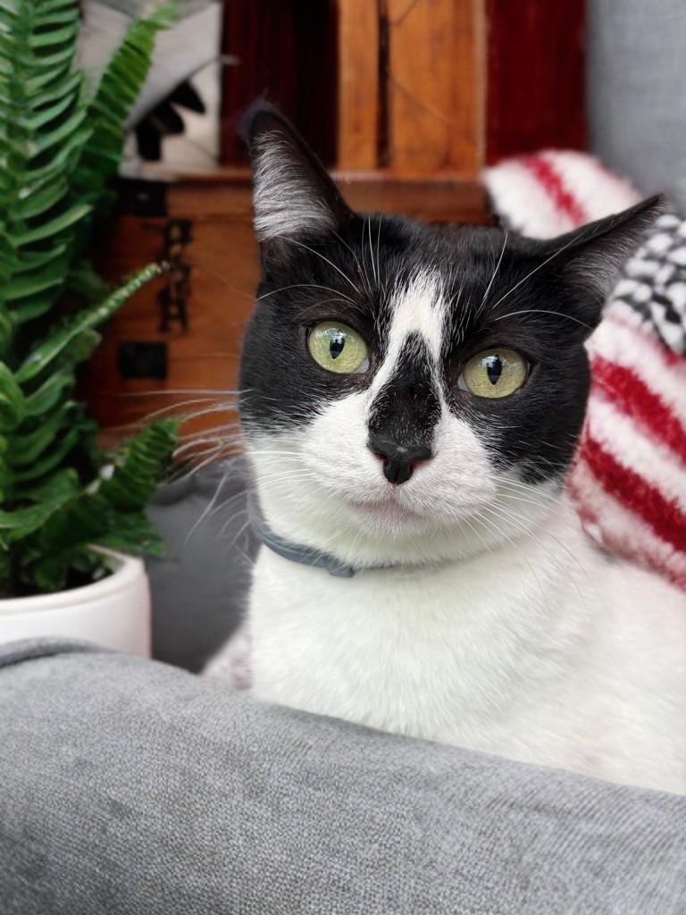 HollyGoLightly, adopted, Young Female Domestic Short Hair.