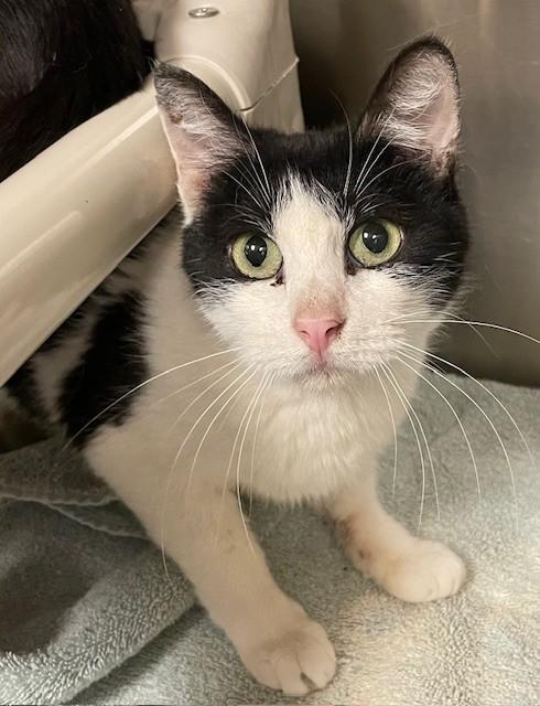 Mondeo, ADOPTABLE, Adult Female Domestic Short Hair.