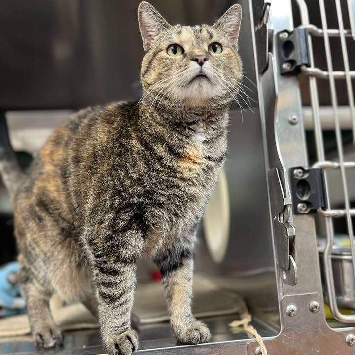 Enlarge Callie, a Adoptable Domestic Short Hair in Milan, IL image 1/1