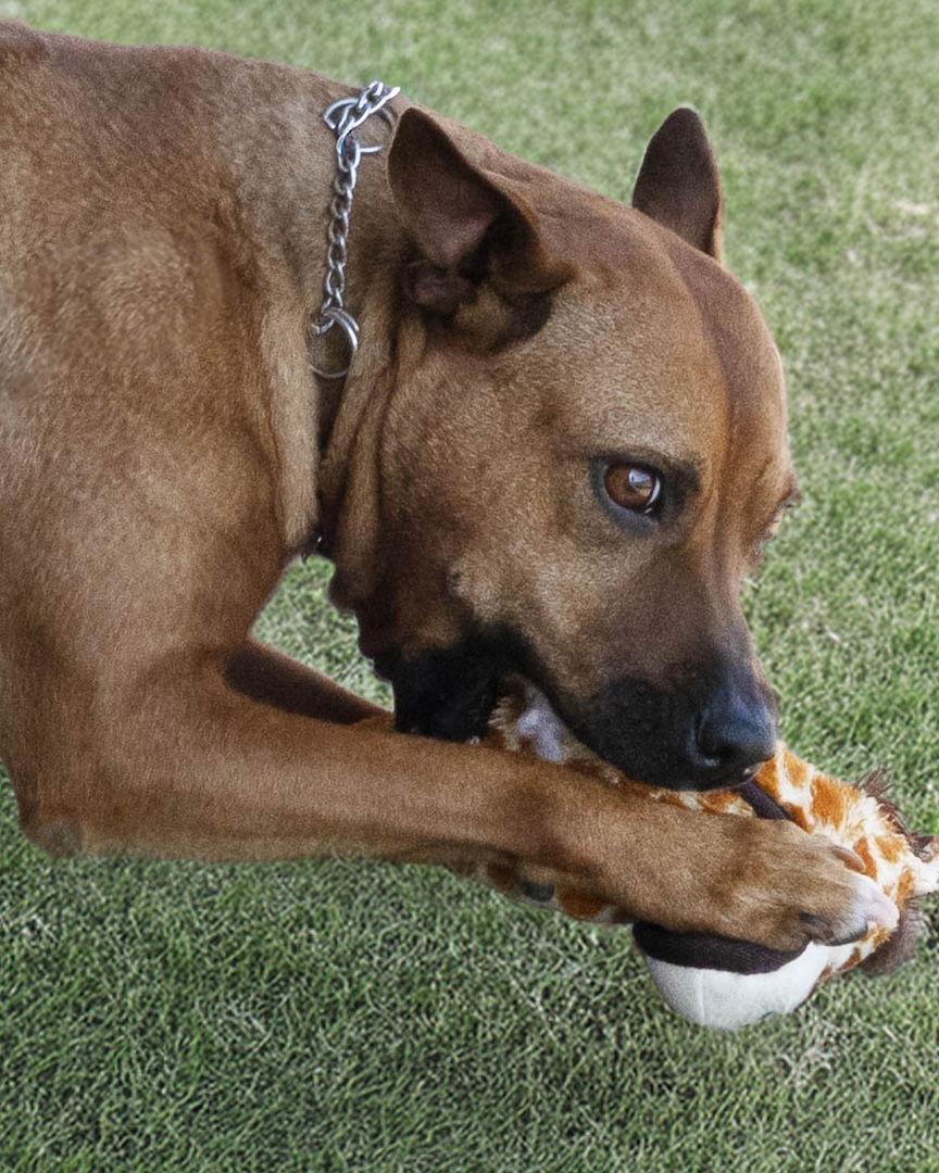 Mousey, Adoptable, Adult Female Mixed Breed.