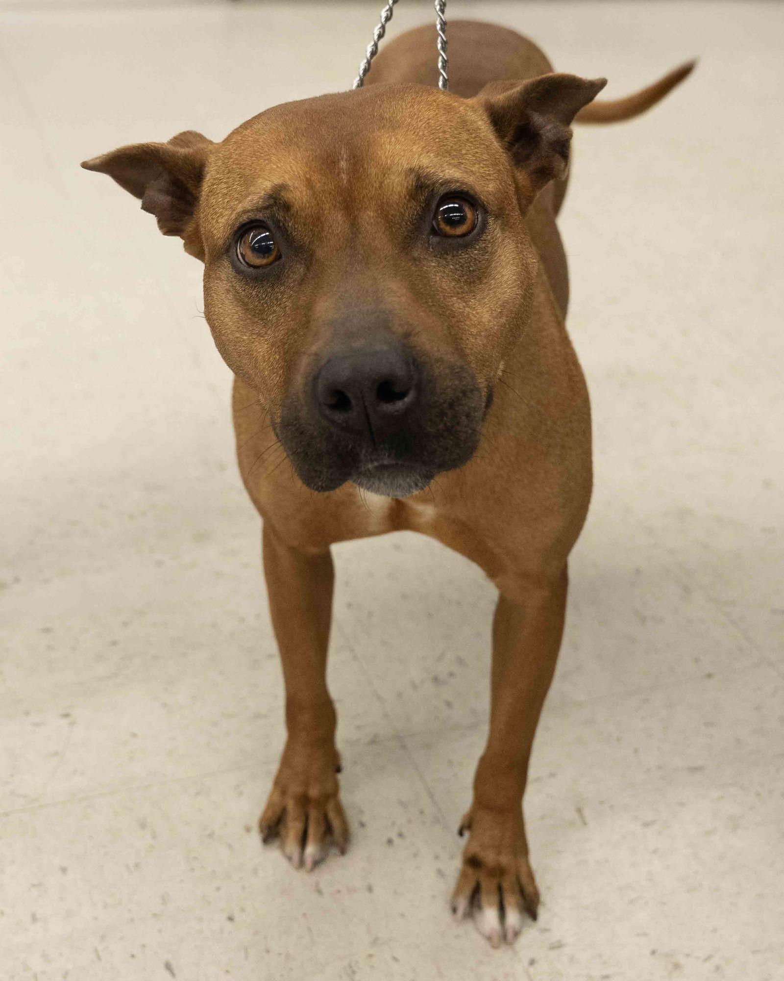 Mousey, Adoptable, Adult Female Mixed Breed.