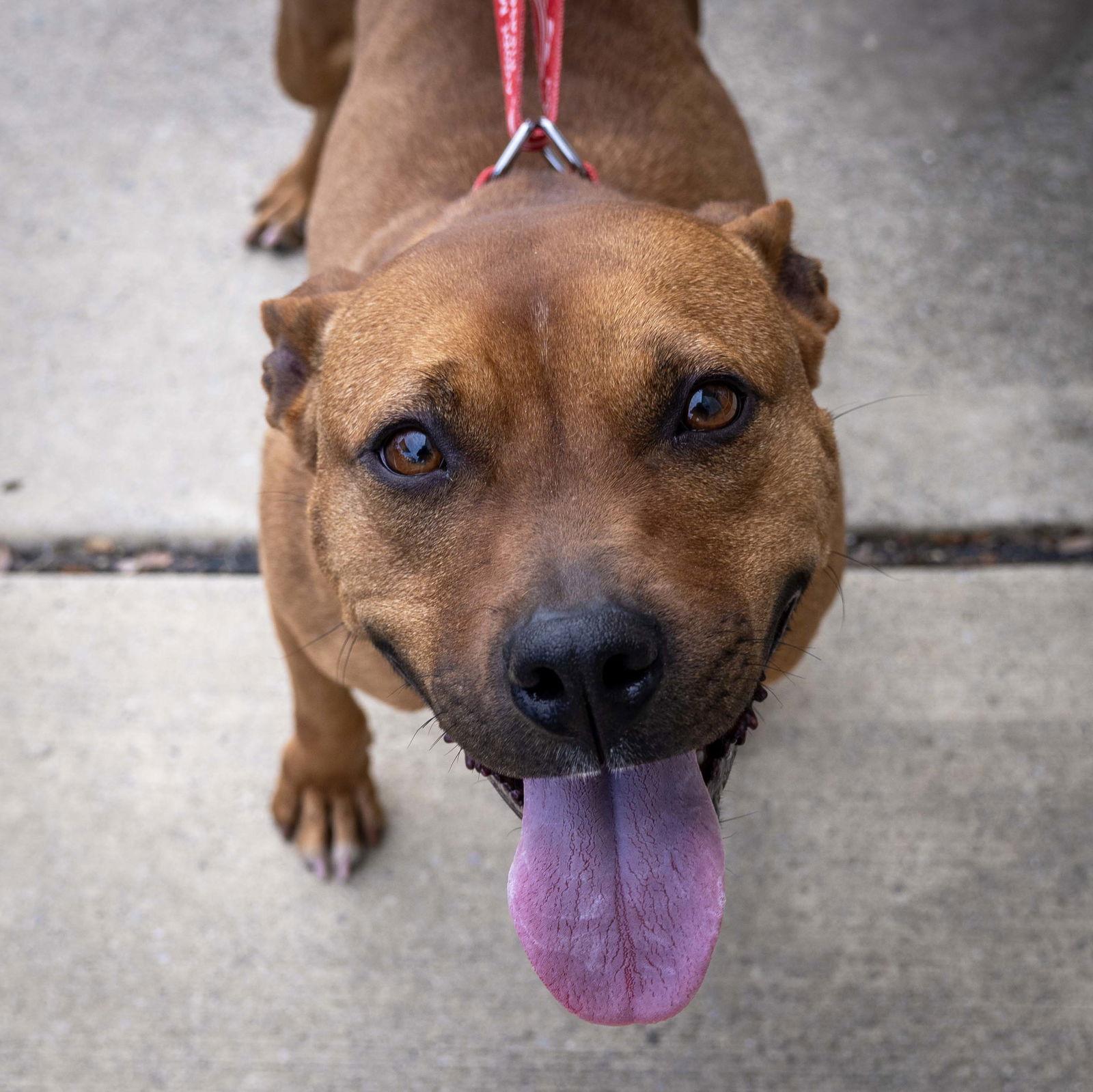 Mousey, Adoptable, Adult Female Mixed Breed.