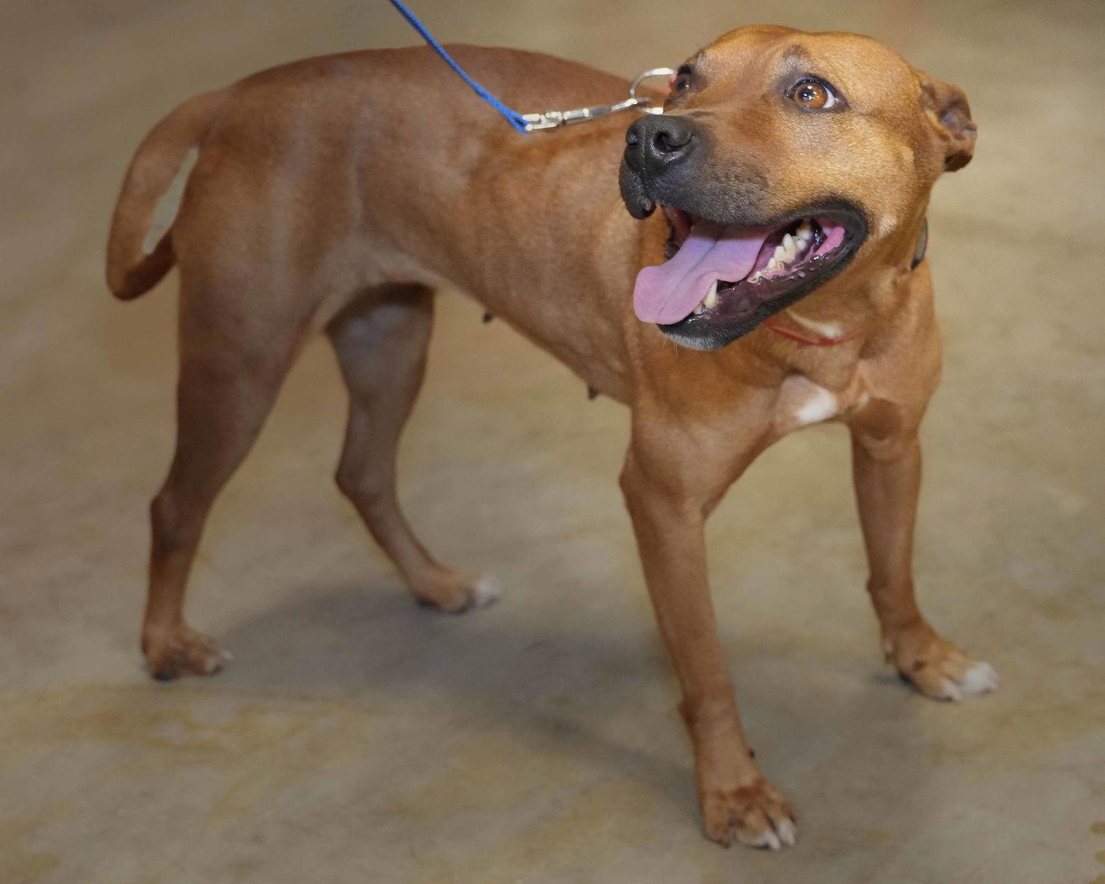 Enlarge Mousey, a Adoptable Mixed Breed in Wilmington, NC image 3/3