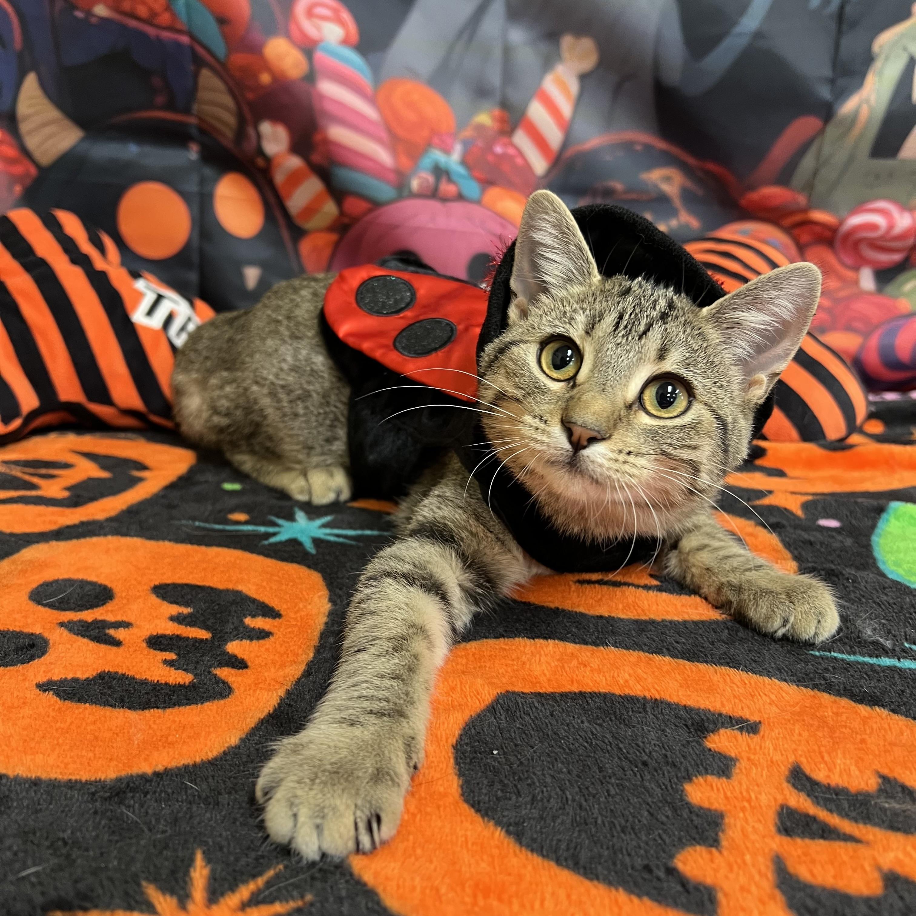 Enlarge Sassy, a Adoptable Domestic Short Hair in Fairmont, MN image 3/6