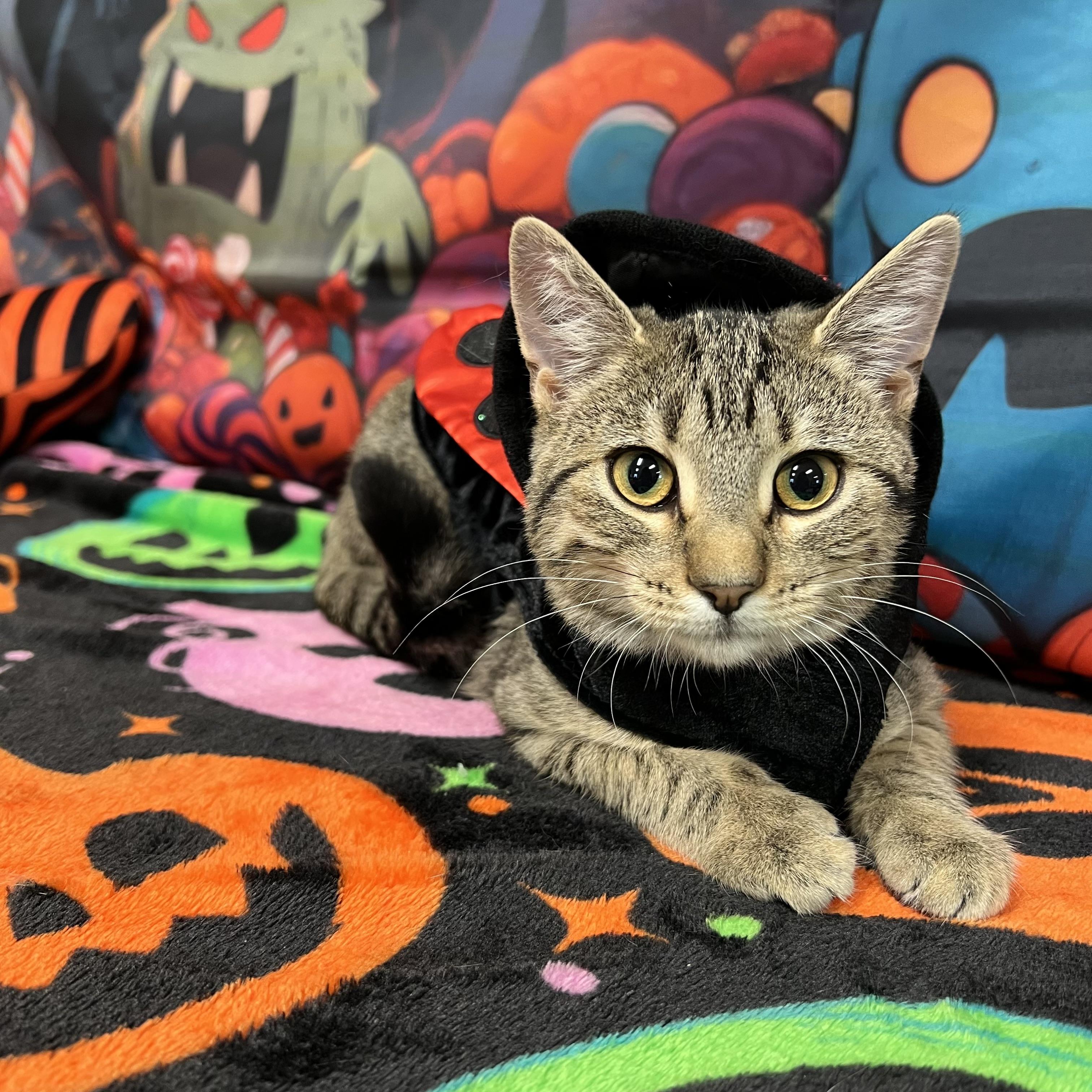 Enlarge Sassy, a Adoptable Domestic Short Hair in Fairmont, MN image 2/6
