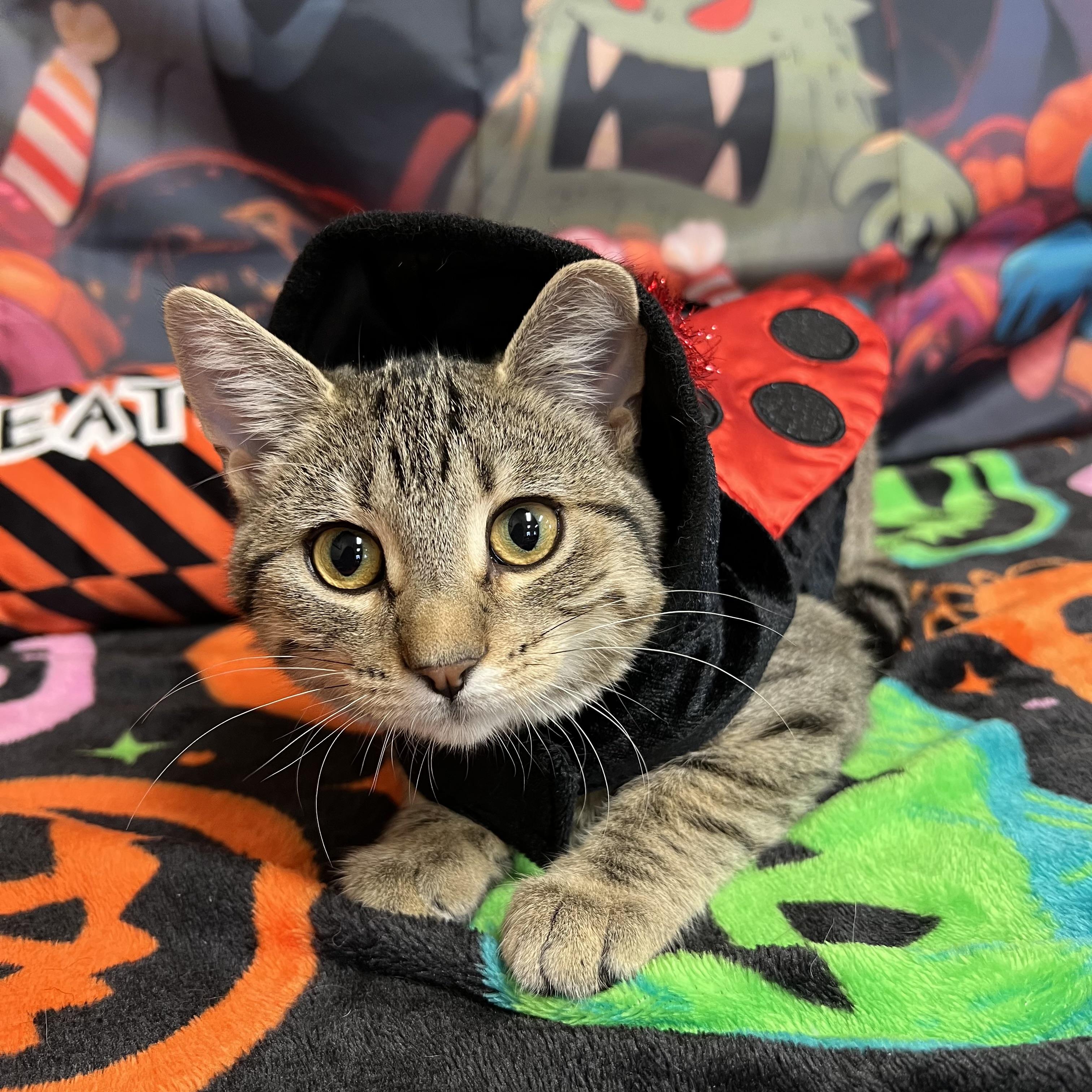 Enlarge Sassy, a Adoptable Domestic Short Hair in Fairmont, MN image 5/6