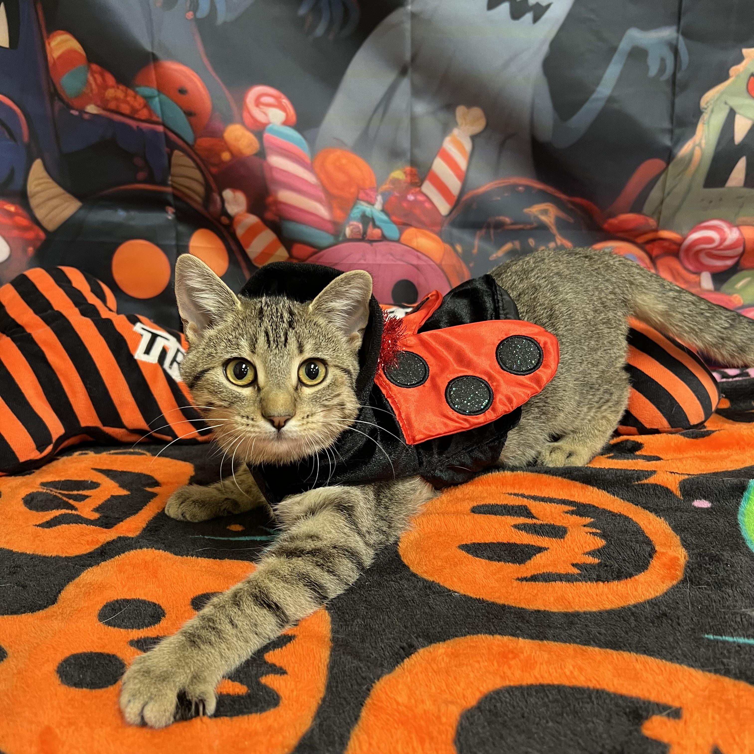 Sassy, Adoptable, Kitten Female Domestic Short Hair.