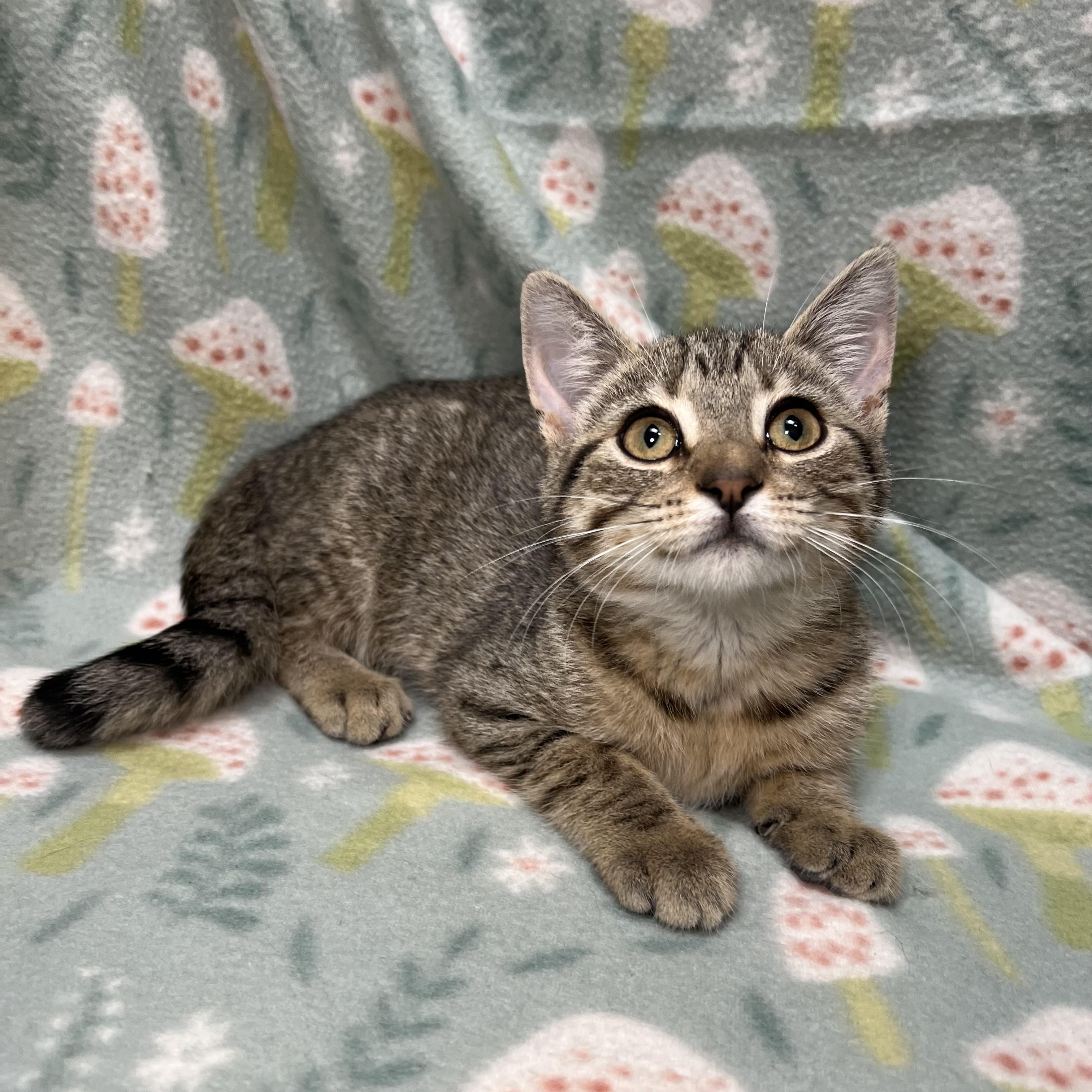 Sassy, ADOPTABLE, Kitten Female Domestic Short Hair.