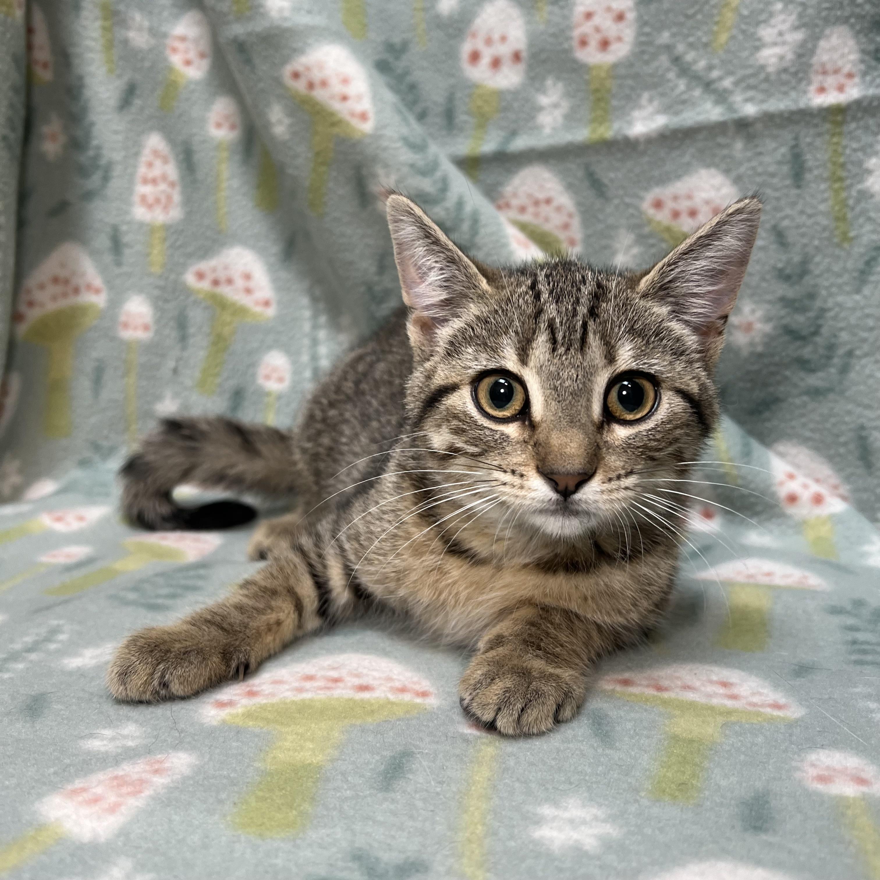 Enlarge Sassy, a ADOPTABLE Domestic Short Hair in Fairmont, MN image 4/6