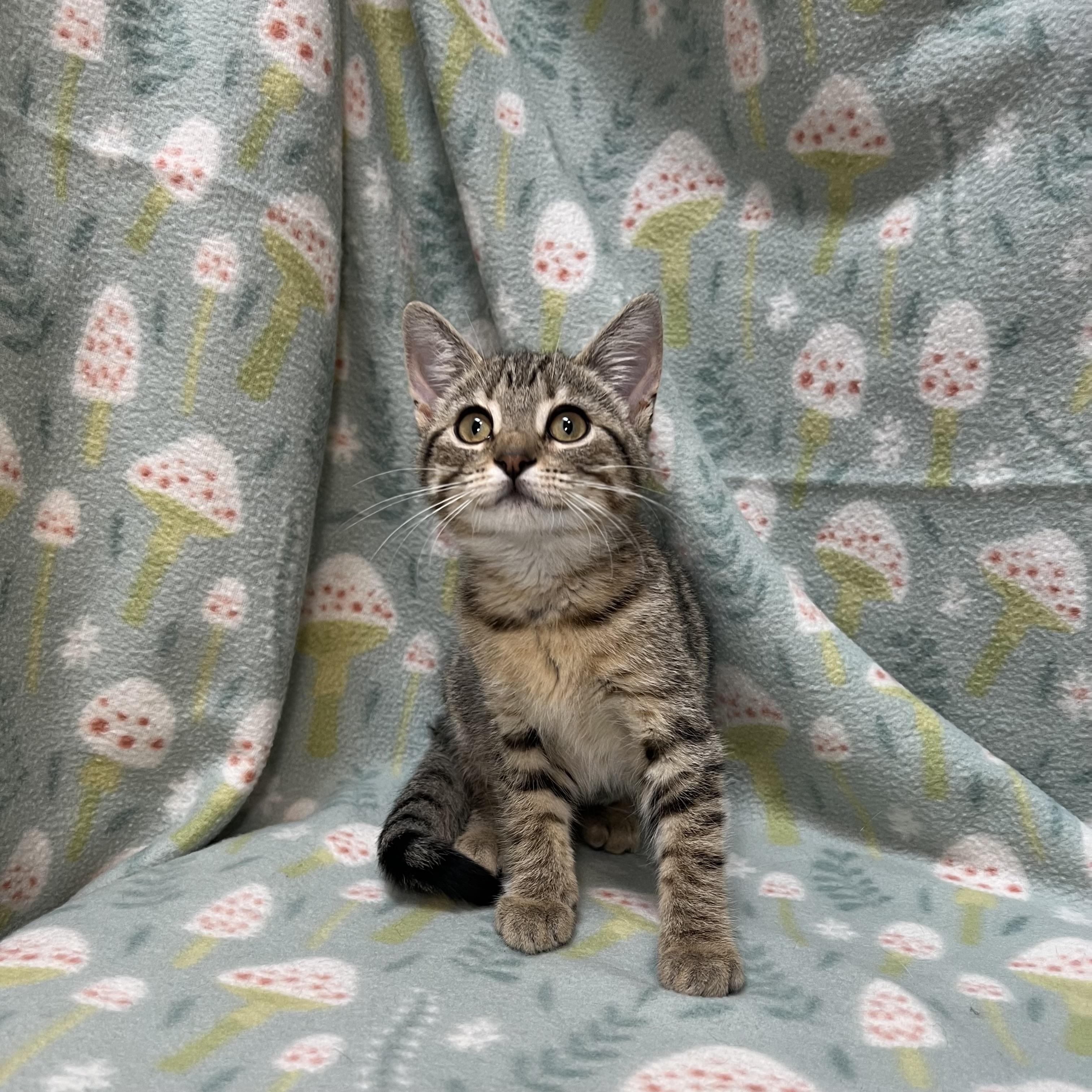Enlarge Sassy, a ADOPTABLE Domestic Short Hair in Fairmont, MN image 2/6