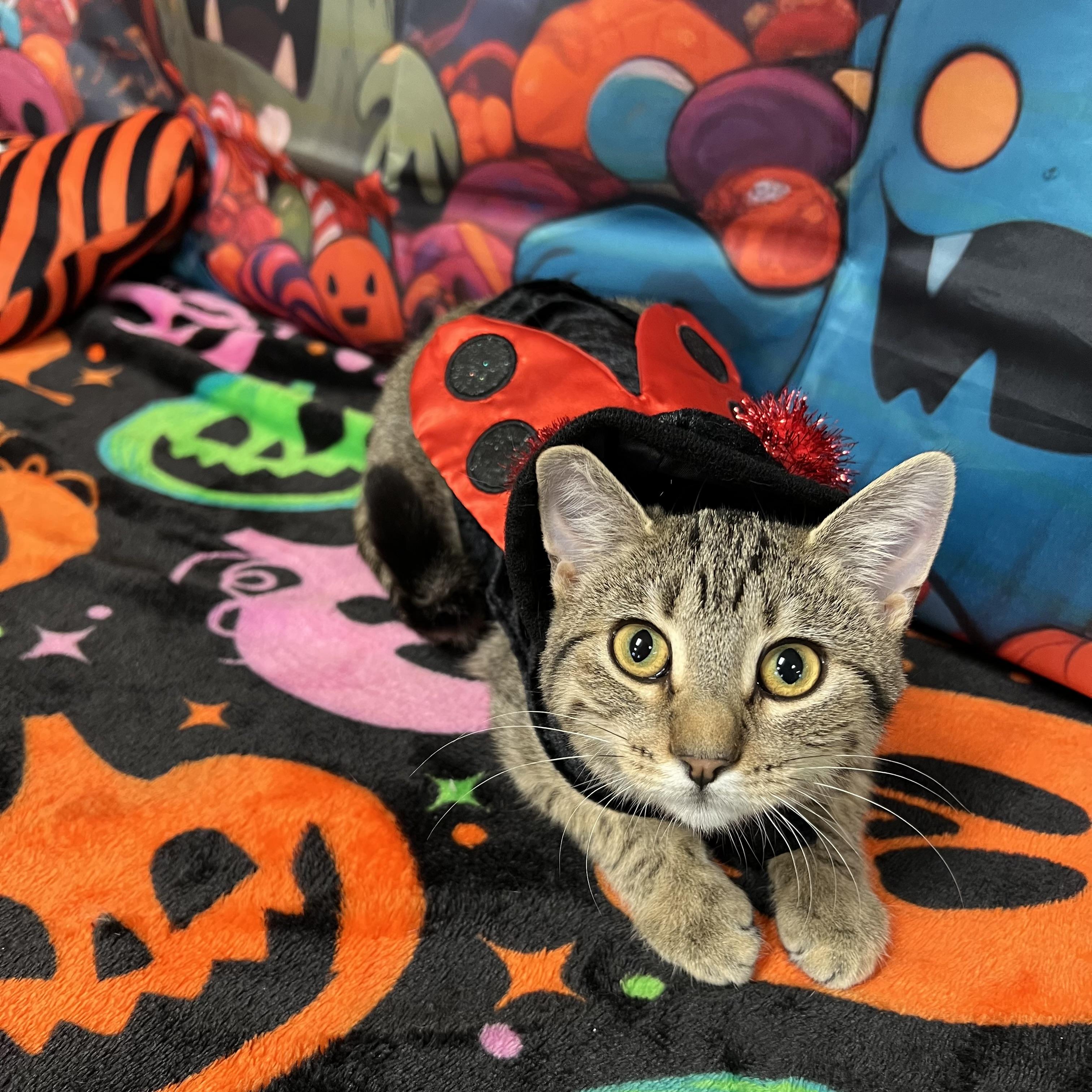 Enlarge Sassy, a Adoptable Domestic Short Hair in Fairmont, MN image 4/6