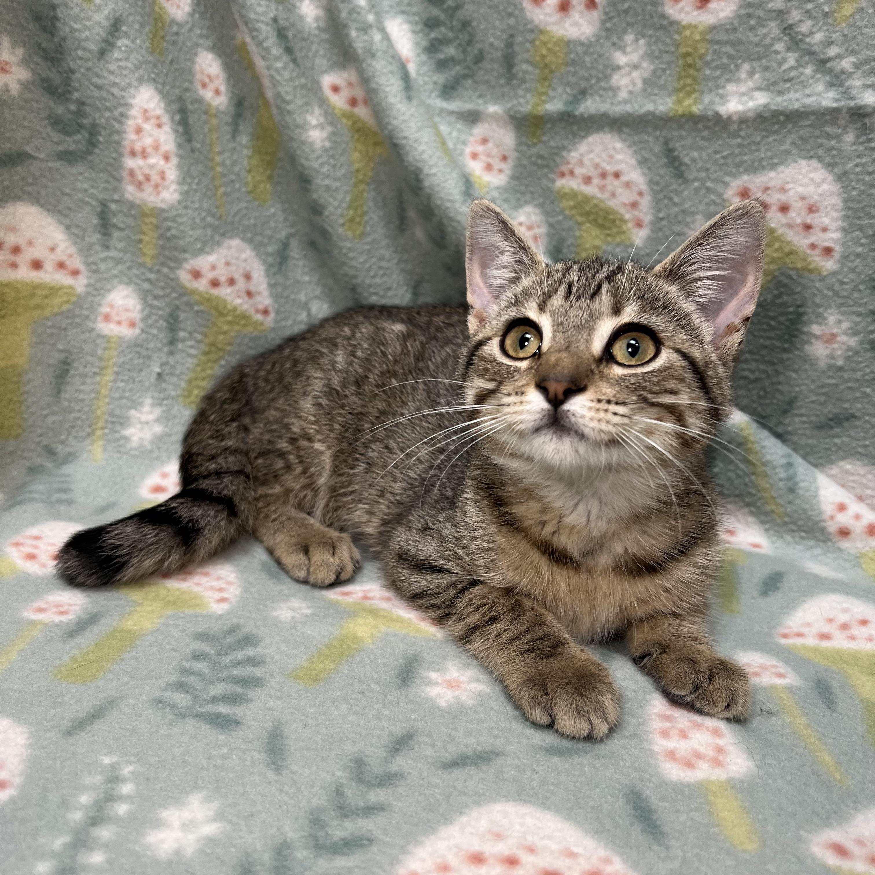 Enlarge Sassy, a ADOPTABLE Domestic Short Hair in Fairmont, MN image 6/6