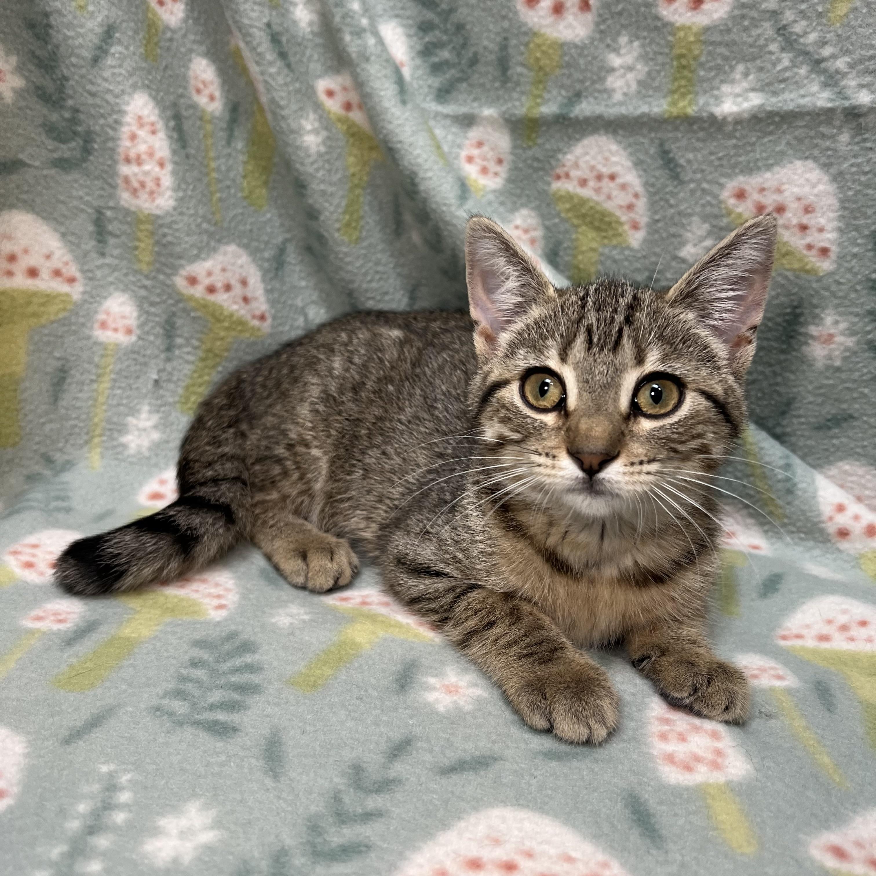Enlarge Sassy, a ADOPTABLE Domestic Short Hair in Fairmont, MN image 5/6