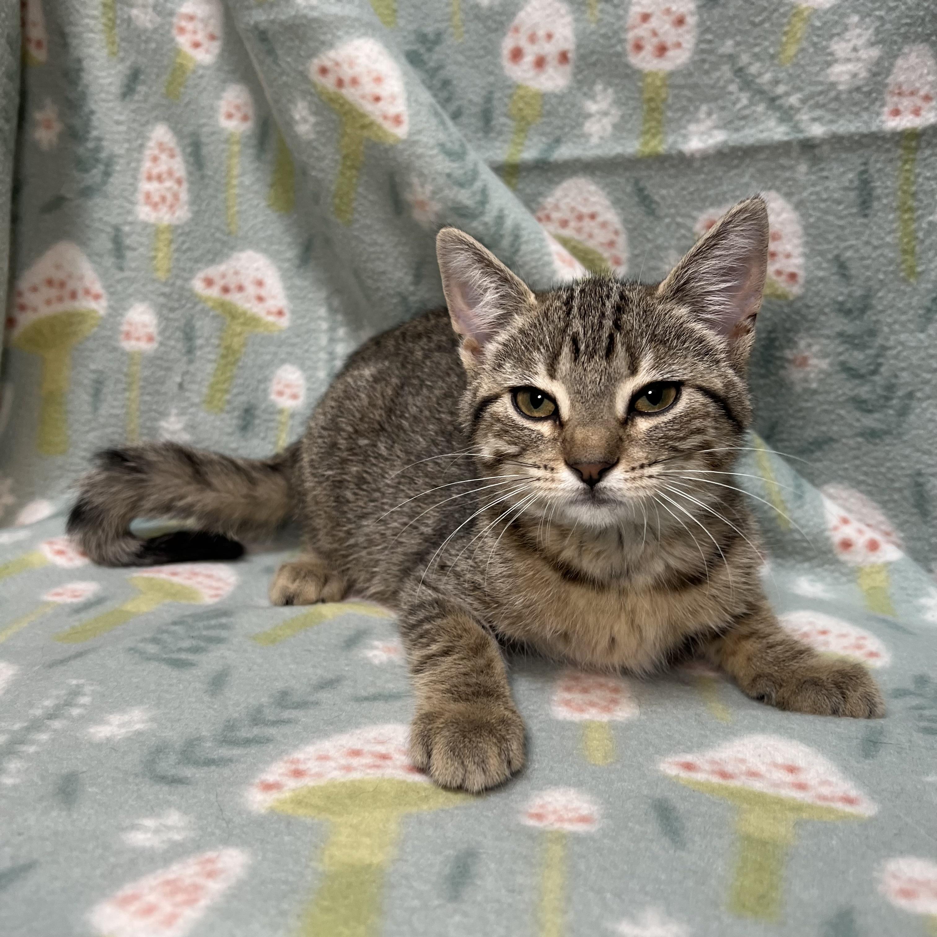 Enlarge Sassy, a ADOPTABLE Domestic Short Hair in Fairmont, MN image 3/6