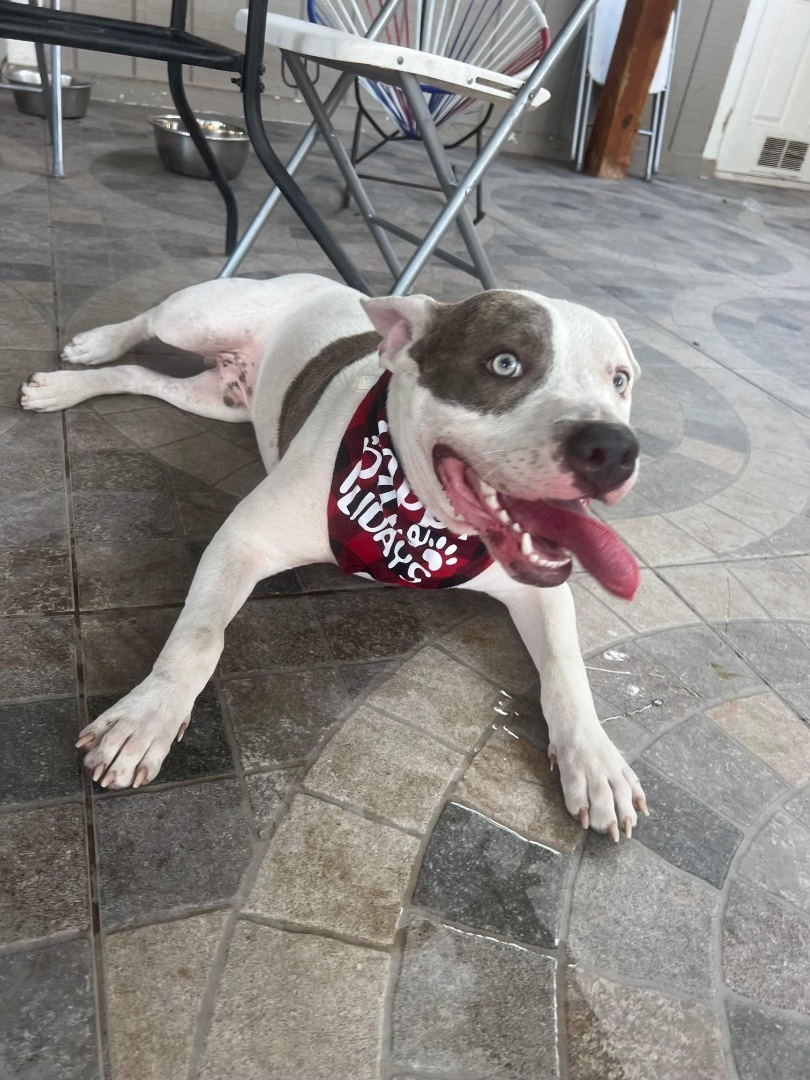 Pepe, Adopted, Young Male American Staffordshire Terrier.