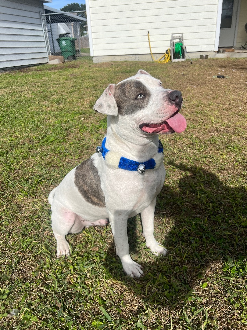 Pepe, a Adopted American Staffordshire Terrier in Gaithersburg , MD image 3/6