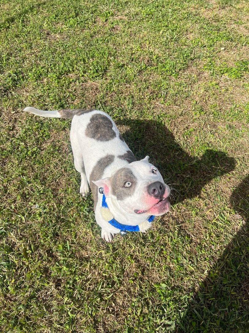 Pepe, a Adopted American Staffordshire Terrier in Gaithersburg , MD image 4/6