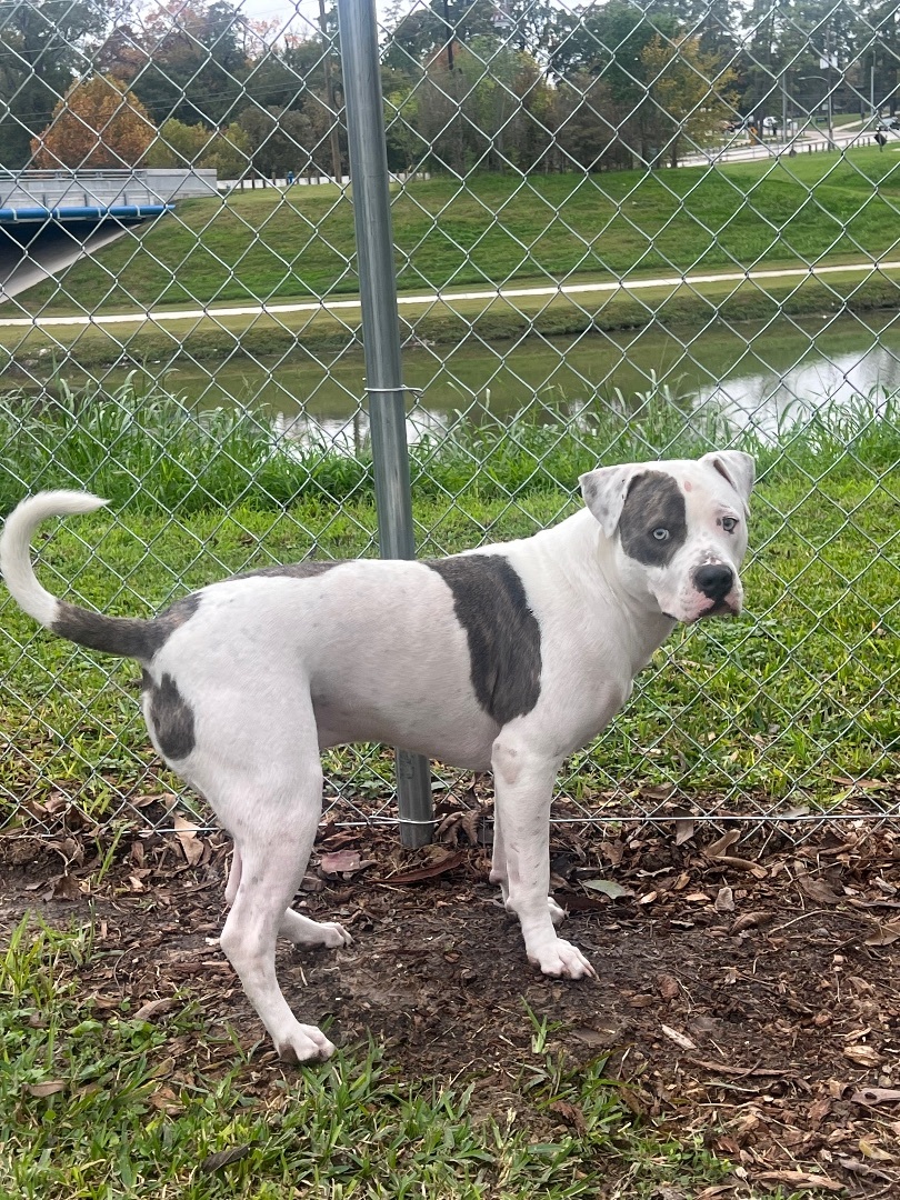Pepe, a Adopted American Staffordshire Terrier in Gaithersburg , MD image 5/6