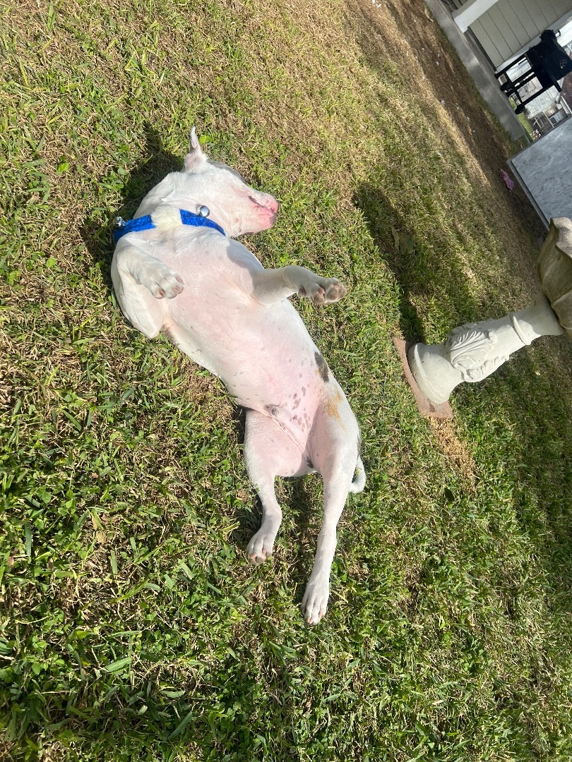 Pepe, a Adopted American Staffordshire Terrier in Gaithersburg , MD image 6/6