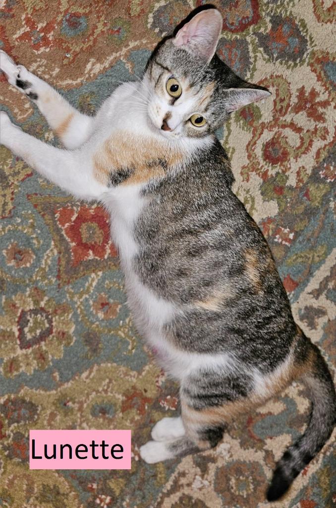 Lunette, Adoptable, Young Female Domestic Short Hair.