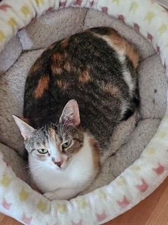 Enlarge Lunette, a Adoptable mixed breed in Parkville, MD image 2/2