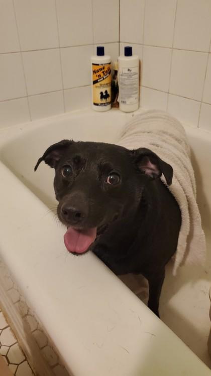 Enlarge Princess, a Adoptable mixed breed in Oklahoma City, OK image 2/3