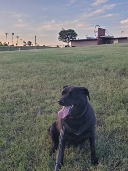 Enlarge Princess, a Adoptable mixed breed in Oklahoma City, OK image 3/3