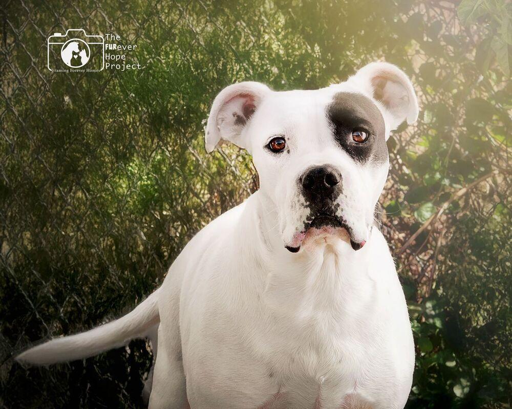 Enlarge Nate, a Adoptable mixed breed in Crescent City, FL image 1/6