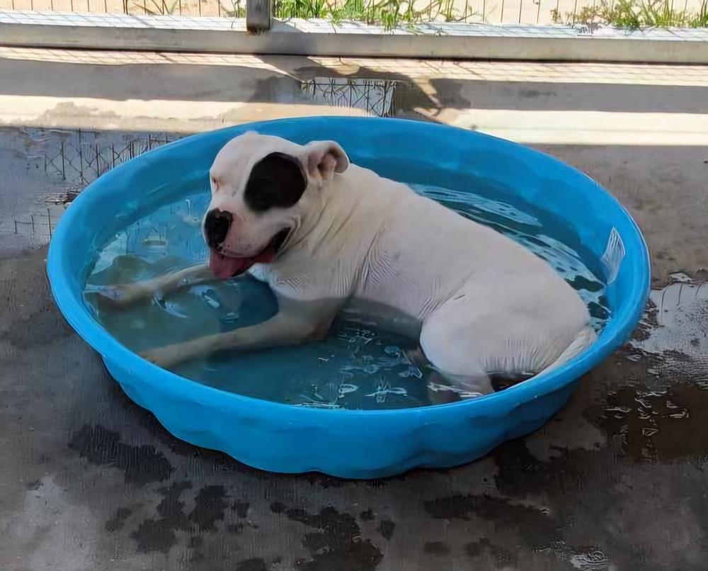 Enlarge Nate, a Adoptable mixed breed in Crescent City, FL image 3/6