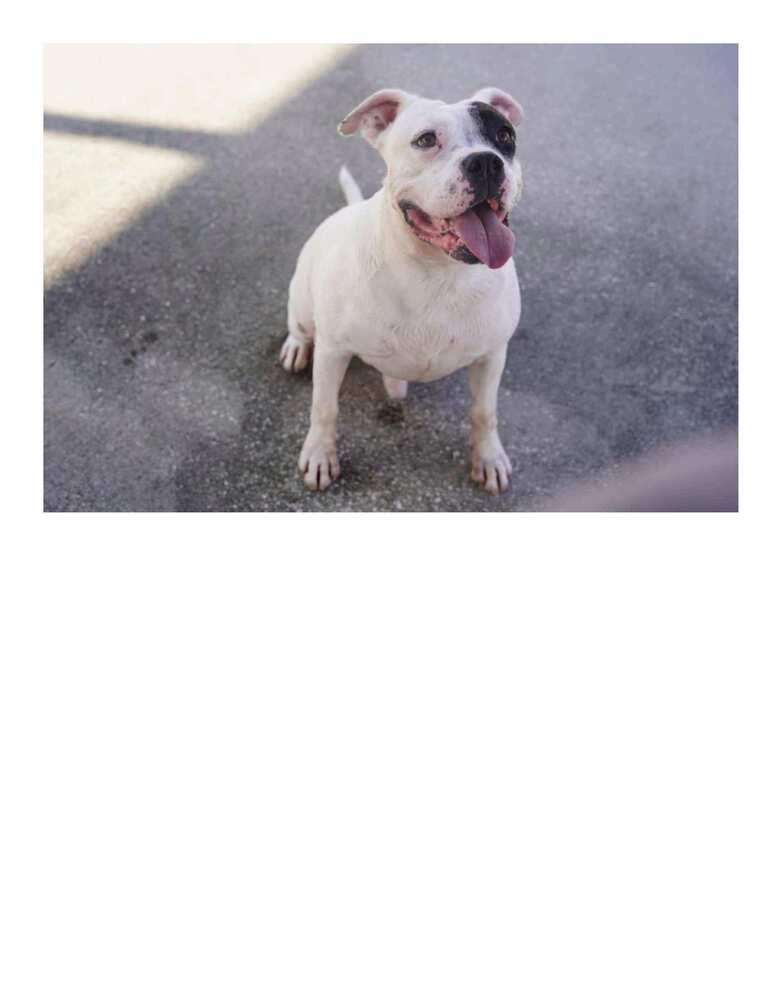 Enlarge Nate, a Adoptable mixed breed in Crescent City, FL image 4/6