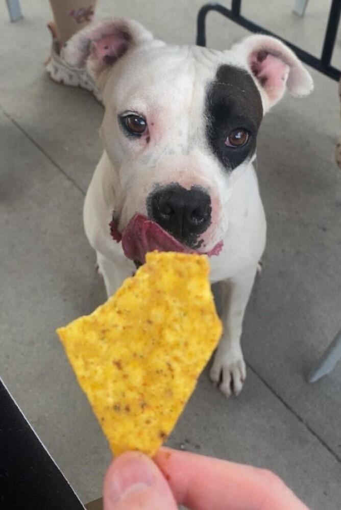 Enlarge Nate, a Adoptable mixed breed in Crescent City, FL image 5/6