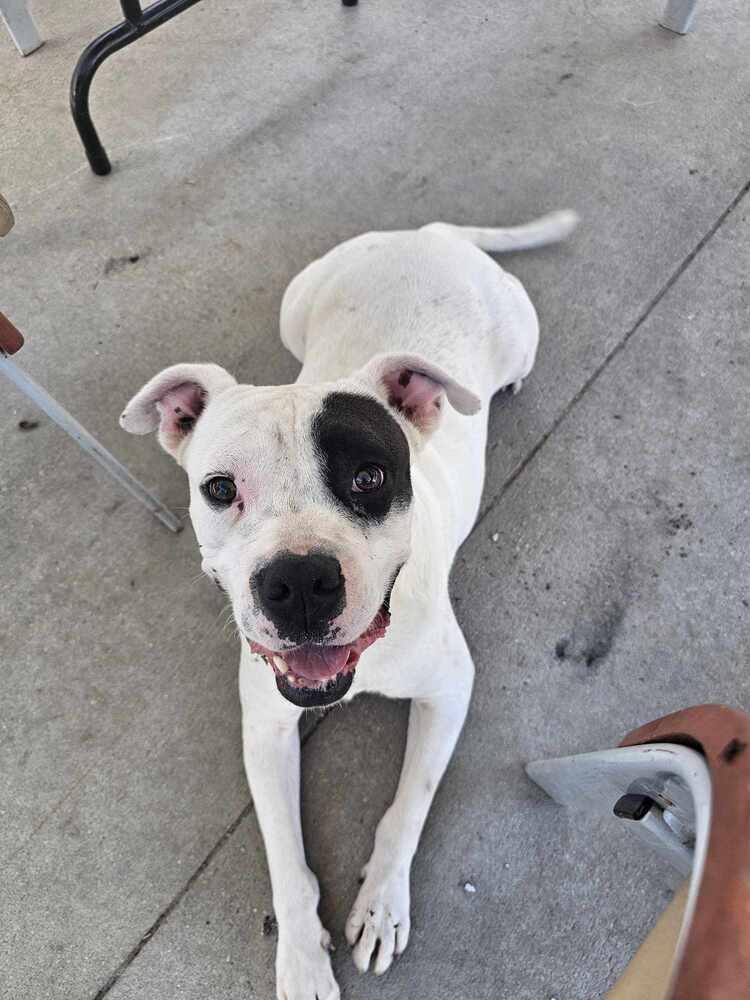 Enlarge Nate, a Adoptable mixed breed in Crescent City, FL image 6/6