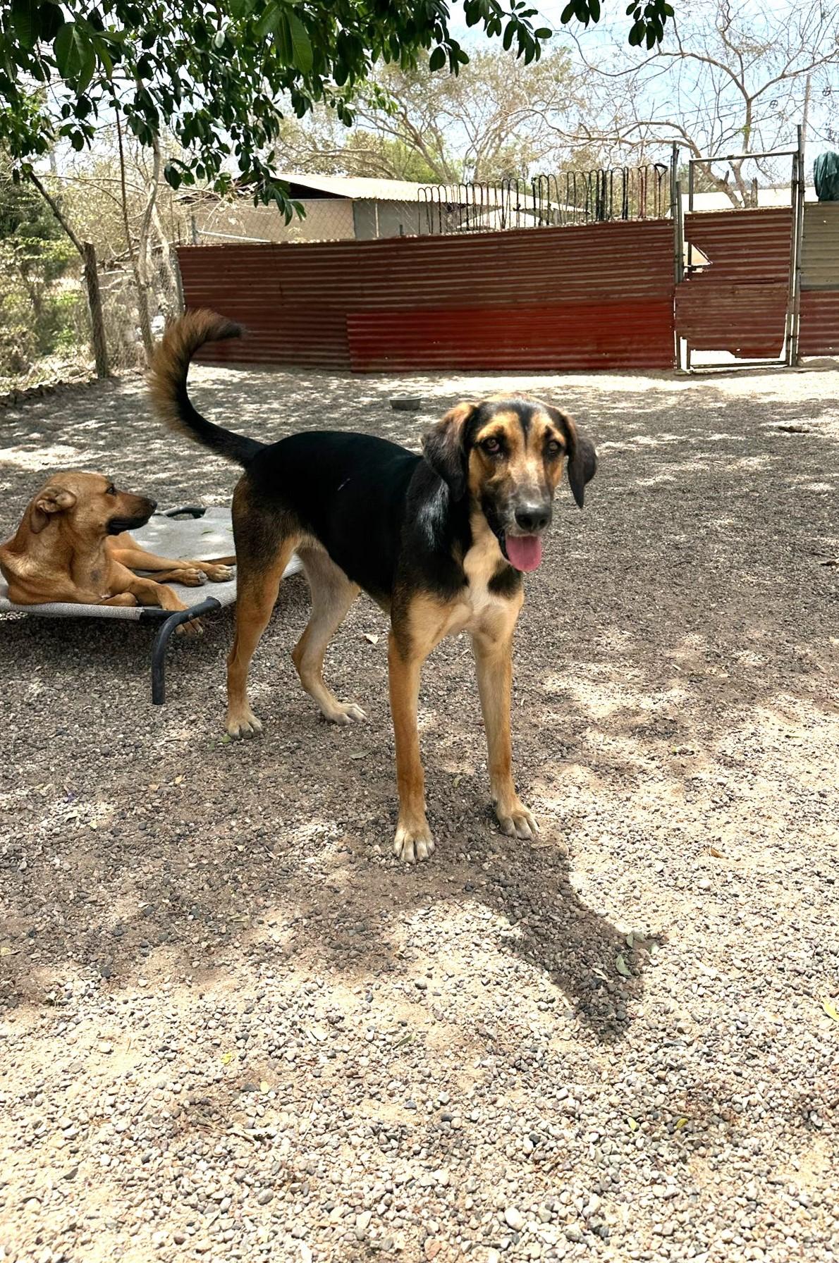 Dog for adoption - Lluvia (Rain), a Labrador Retriever Mix in ...
