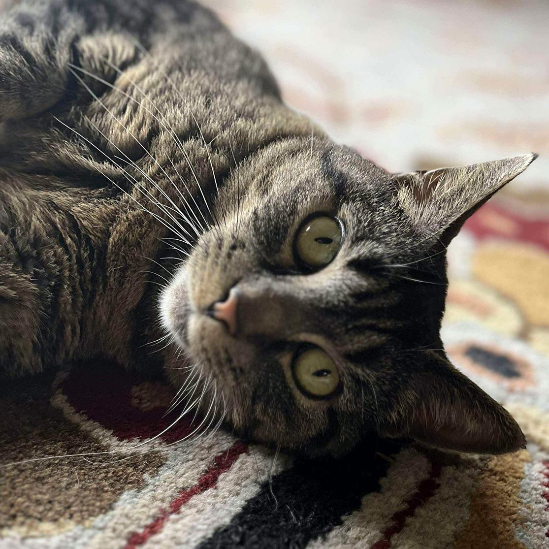 Cleopatra