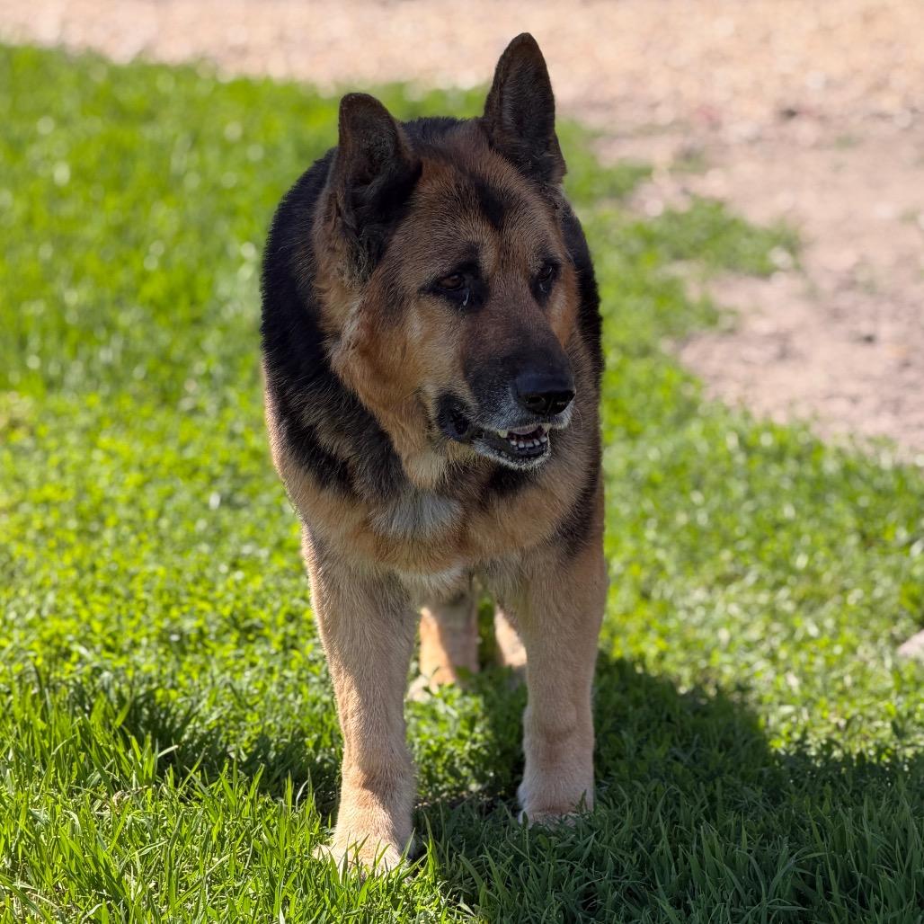 Dax, adopted, Senior Male German Shepherd Dog.