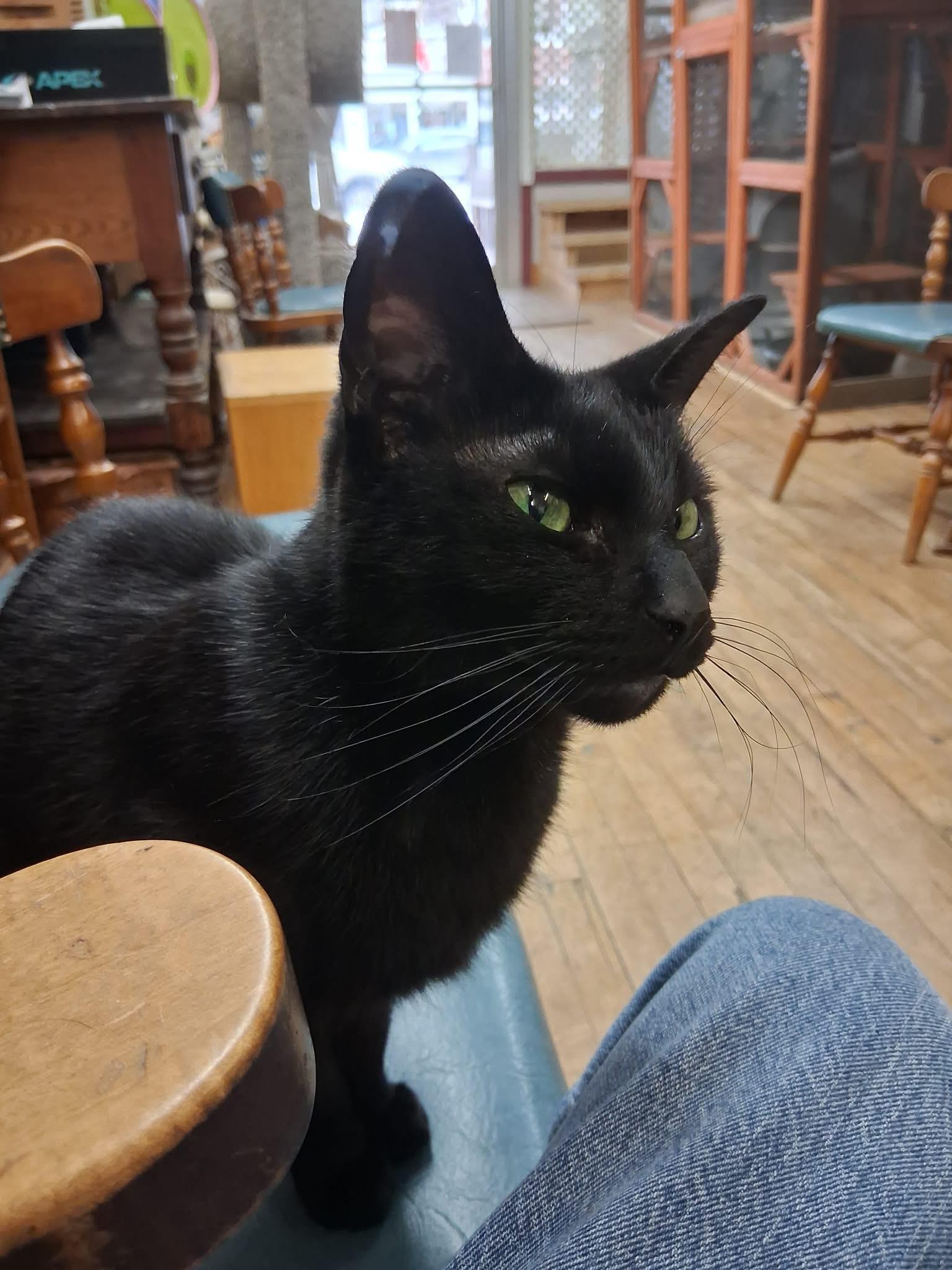 Enlarge Thelma , a Adoptable Domestic Short Hair in Coldwater, MI image 4/5