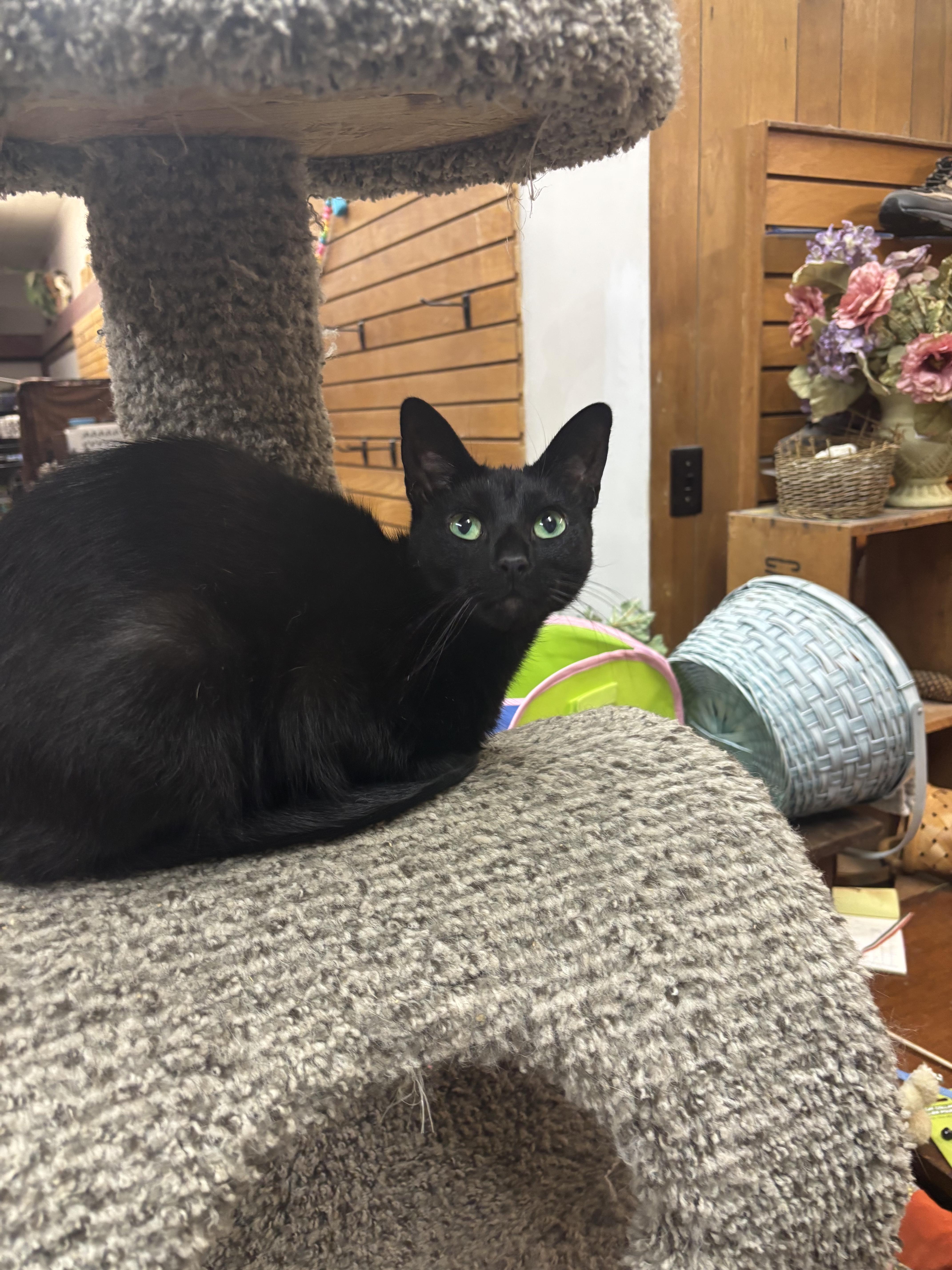 Enlarge Thelma , a Adoptable Domestic Short Hair in Coldwater, MI image 1/2