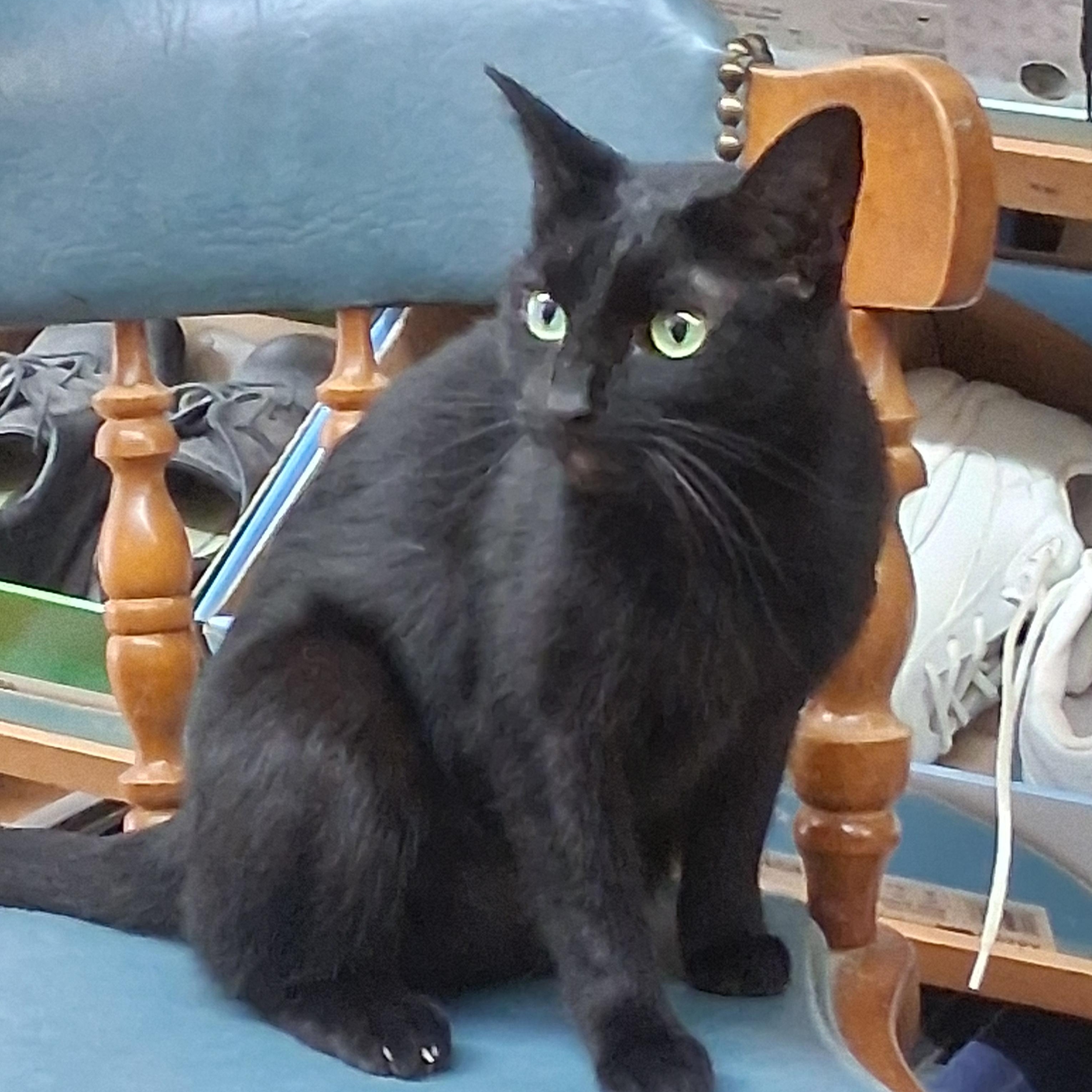 Enlarge Thelma , a Adoptable Domestic Short Hair in Coldwater, MI image 5/5