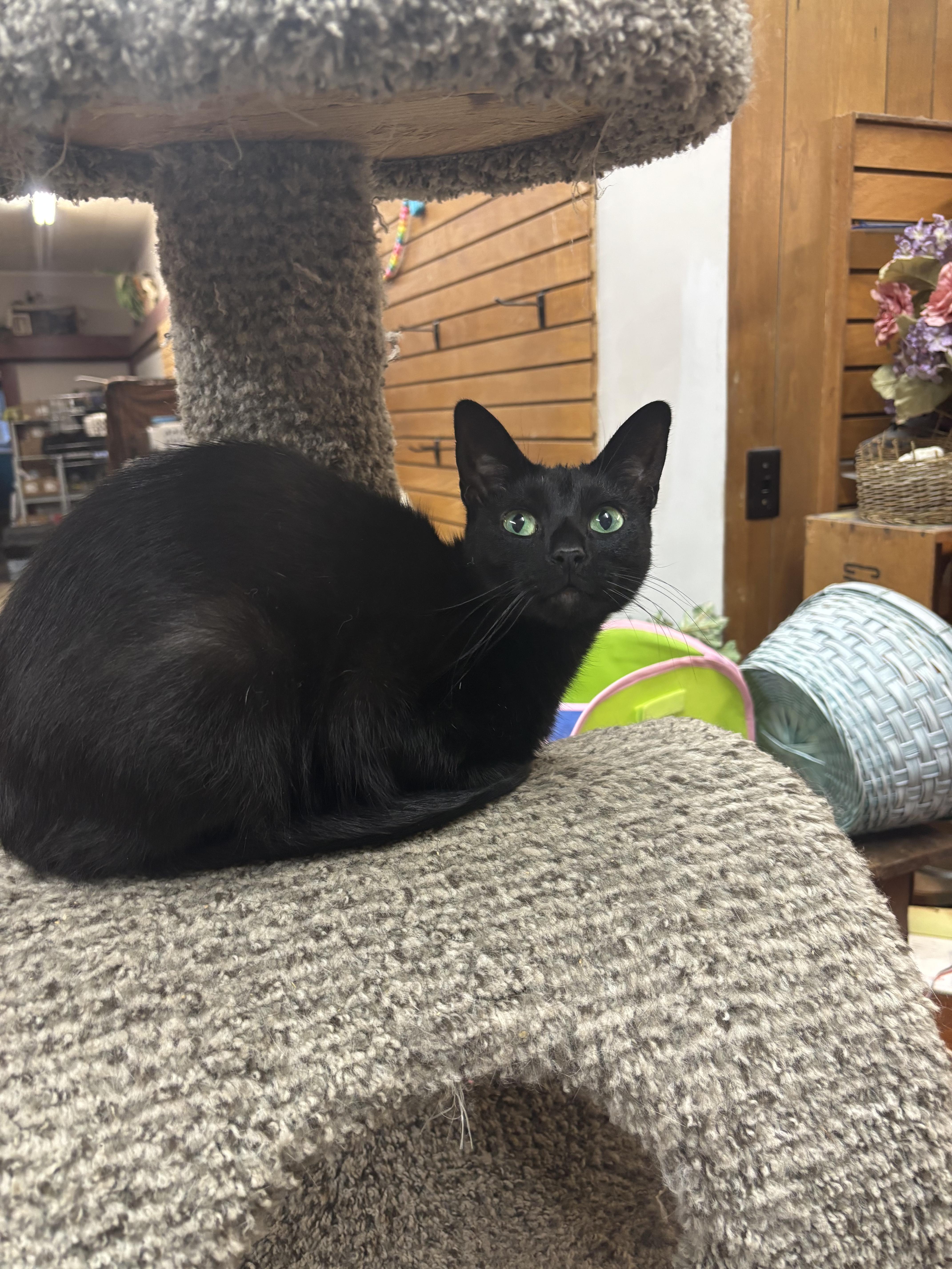 Enlarge Thelma , a Adoptable Domestic Short Hair in Coldwater, MI image 2/2