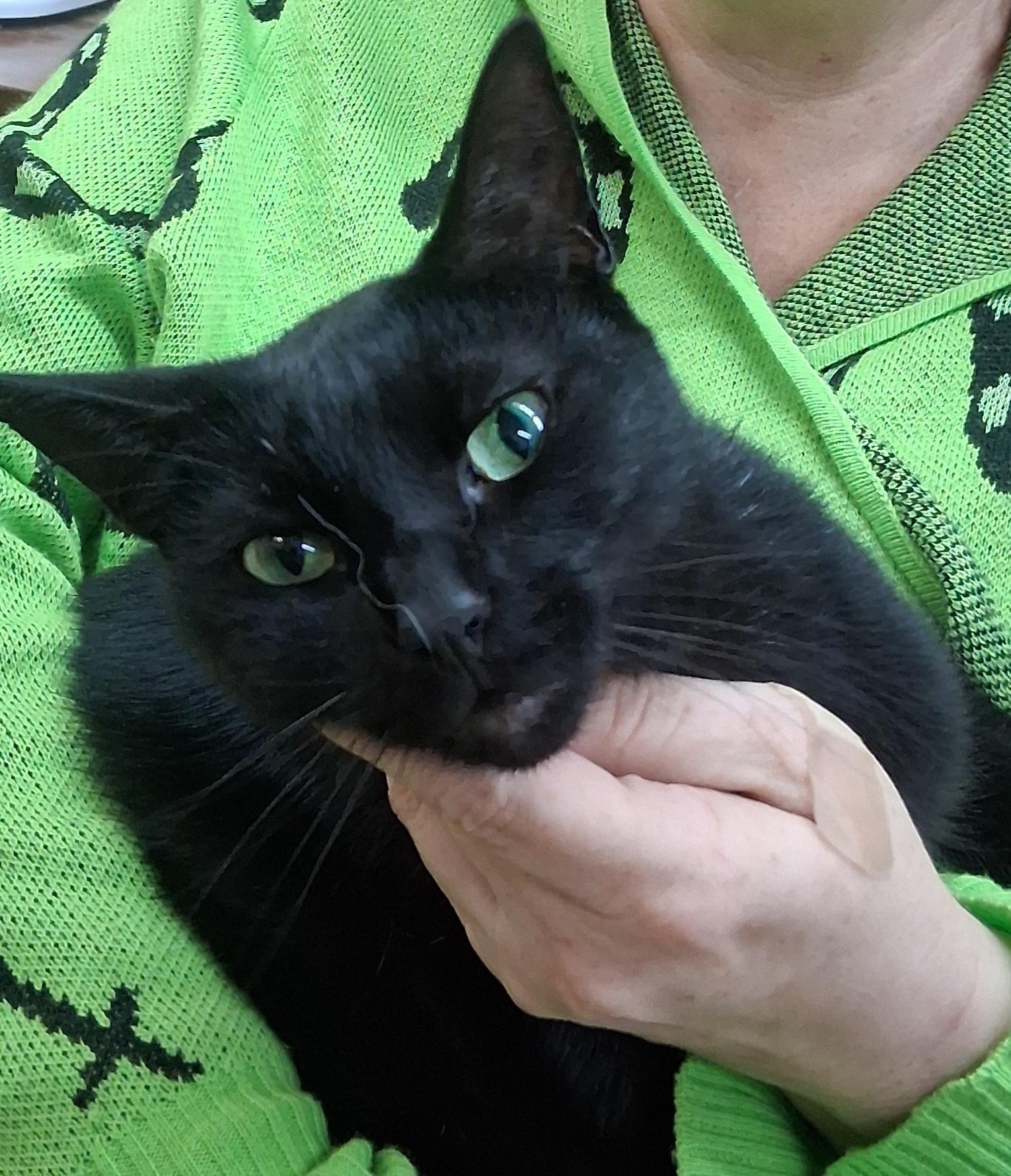 Thelma , Adoptable, Adult Female Domestic Short Hair.